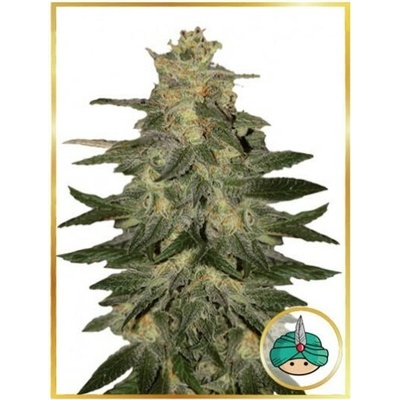 Mr. Hide Seeds Auto Mazar Blue semienka neobsahujú THC 100 ks