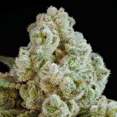 Anesia Seeds Privileged Baddie semena neobsahují THC 10 ks