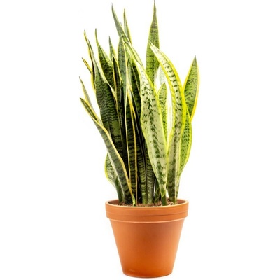 Gardners Sansevieria trifasciata Laurentii, průměr 21 cm Sanseveria, Tchýnin jazyk, Tenura
