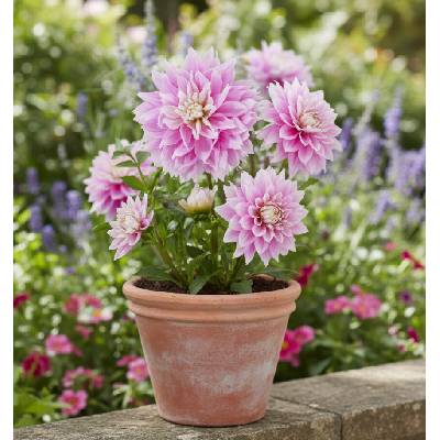 Jiřina 'Evanah' 1 ks