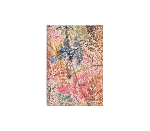 Anemone Mini
