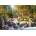 Castorland - Puzzle Forest Creek - 2 000 piese