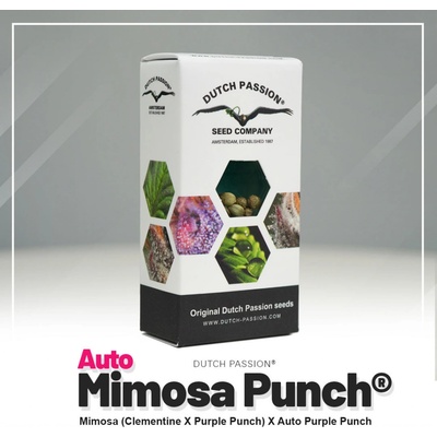 Dutch Passion Mimosa Punch semienka neobsahujú THC 3 ks
