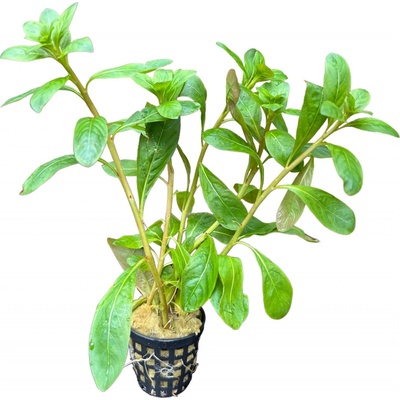 Ludwigia pilosa