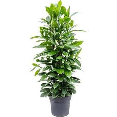 Ficus cyathistipula 34x140 cm