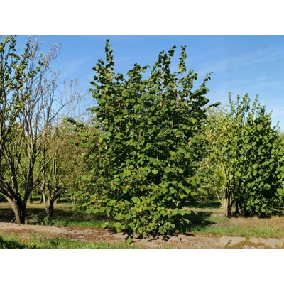 Lieska obyčajná, výška 30-50 cm, kvetináč 2 l