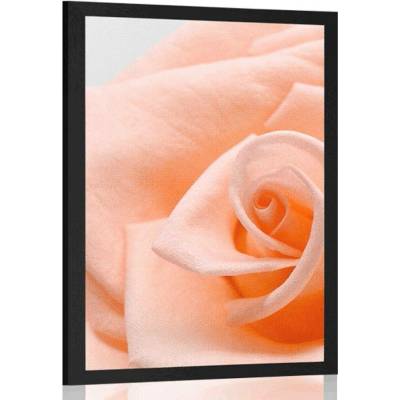 Plakát růže v broskvovém odstínu - 20x30 silver