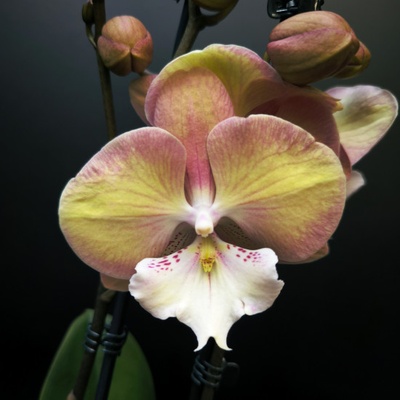 Orchidej Můrovec, Phalaenopsis Limited Edition 2 – Zboží Mobilmania