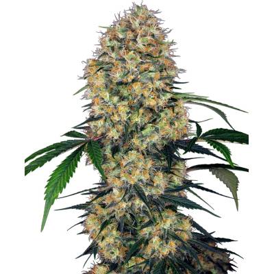 Sensi Seeds Research Sensi Amnesia XXL Automatic semena neobsahují THC 10 ks