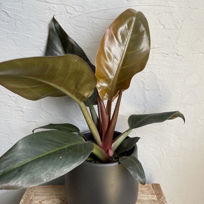 Philodendron Imperial Red