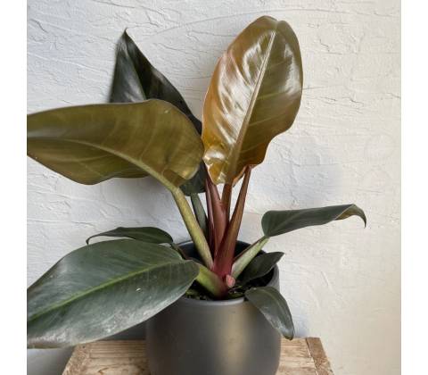 Philodendron Imperial Red