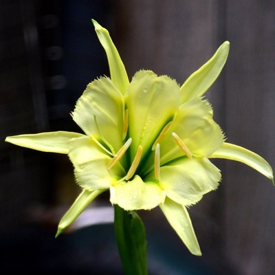 Peruánský narcis Sulphur Queen Ismena cibuloviny 1 ks