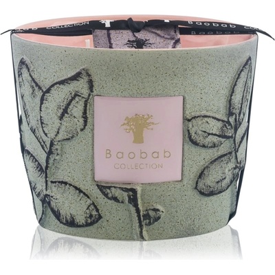 Baobab Collection Folia Maquis 10 cm