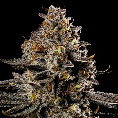 Anesia Seeds Smashberry Fumez Auto semienka neobsahujú THC 10 ks
