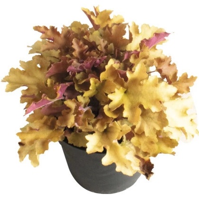 Dlužicha Heuchera 'Indian Summer Orange' výška 5-20 cm květináč 1,5 l