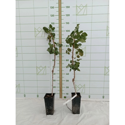 Pistacia vera ‘Kastel’ samičia odroda