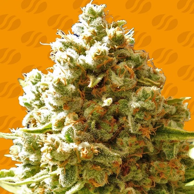 Original Sensible Seeds Pure Kush semienka neobsahujú THC 10 ks