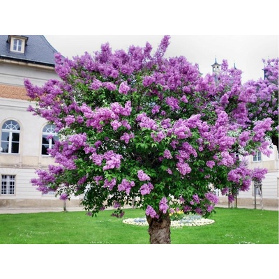 Orgován perzský na 80-90 cm kmienku, výška 130-150 cm, kvetináč 25 l