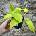 Epipremnum Golden