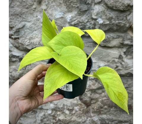 Epipremnum Golden