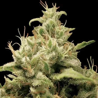 Paradise Seeds Opium semena neobsahují THC 10 ks