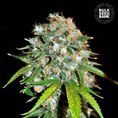 Bulk Seed Bank Skunk #99 semena neobsahují THC 10 ks