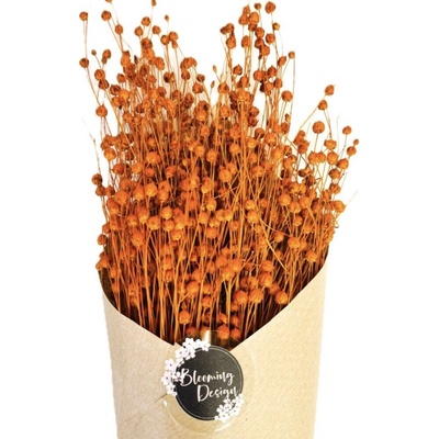 Sušený len oranžový, kytice/svazek 50g