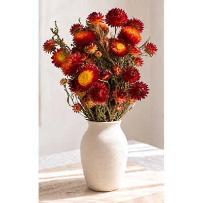 Dovoz z EU Helichrysum/slaměnka vínová/oranžová, svazek 100g