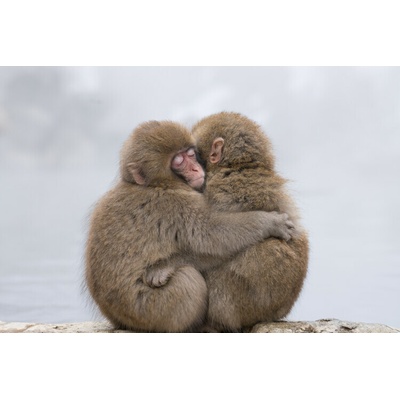 Plagát, Obraz - Forever Friends, Takeshi Marumoto, 40 × 26.7 cm