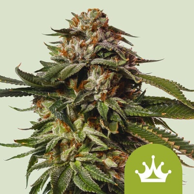Royal Queen Seeds Special Queen #1 Auto semienka neobsahujú THC 10 ks