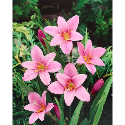 Zefírové lilie 'Zephyranthes Robustus' 10 ks. Speciální nabídka. – Zboží Dáma