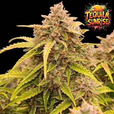 Ganja Farmer Tequila Sunrise Auto semienka neobsahujú THC 5 ks