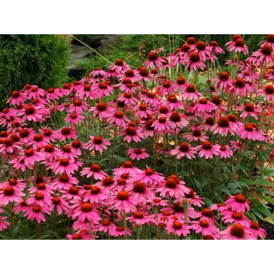 Echinacea purpurová Amazing Dream