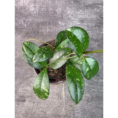 Hoya crassipetiolata ‘Splash’ 11 cm (voskovka masitá, Nenáročná)