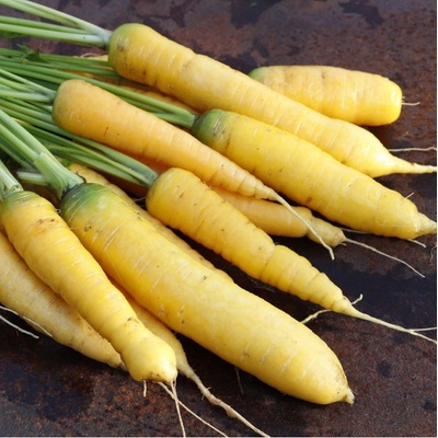 Mrkev Jaune du doubs - Daucus carota - osivo mrkve - 900 ks