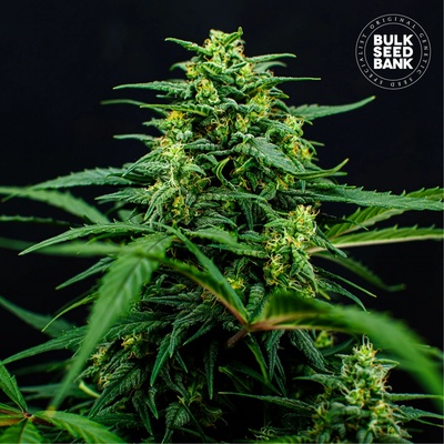 Bulk Seed Bank Mimosa Famosa semena neobsahují THC 5 ks