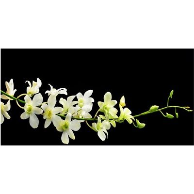 Foto obraz sklo tvrzené orchidea 100x50 cm