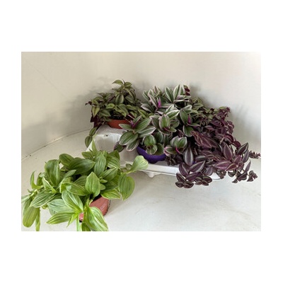 Tradescantia mix 12x10 cm