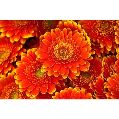Dimex MS-5-0131 vliesová fototapeta rozměry 375 x 250 cm