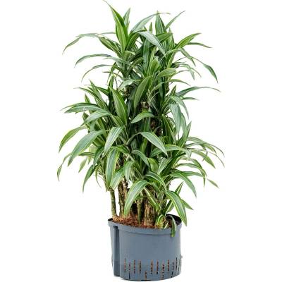 Dracaena fragrans Ulises 28/19 výška 105 cm