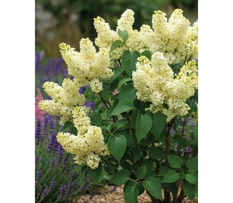 Orgován obyčajný 'Primrose' ®
