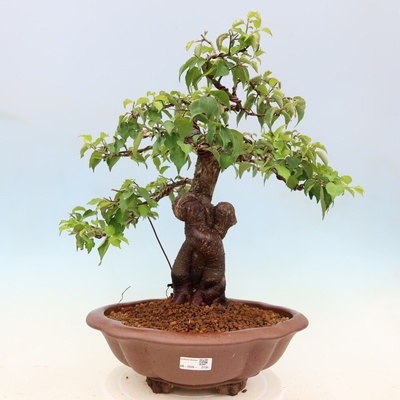 e-bonsai Venkovní bonsai -Japonská meruňka - Prunus Mume