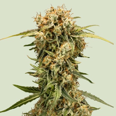 Royal Queen Seeds Medusa F1 Auto semienka neobsahujú THC 25 ks