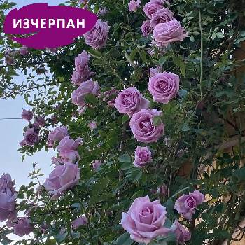 Van De Laak® Катерлива Роза Indigoletta® - (Azubis)