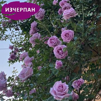 Van De Laak® Катерлива Роза Indigoletta® - (Azubis)