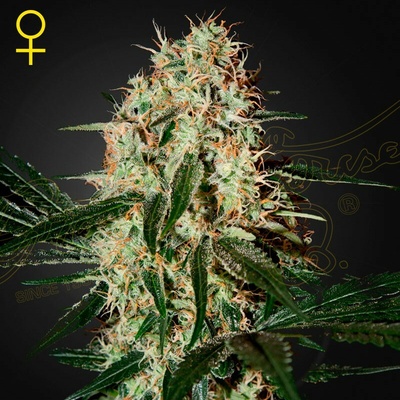 Green House Seed Arjan´s Haze #3 semienka neobsahujú THC 10 ks