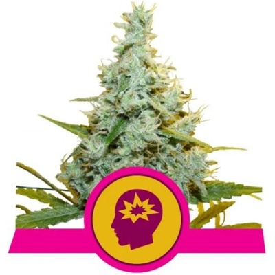 Royal Queen Seeds AMG Amnesia Mac Ganja semienka neobsahujú THC 5 ks