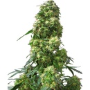 Sensi Seeds Early Skunk regular semena neobsahují THC 10 ks