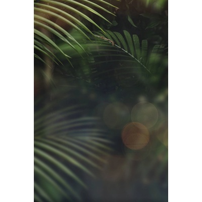Obraz na plátne - Tropical leaves
