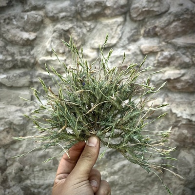 Tillandsia tricholepis